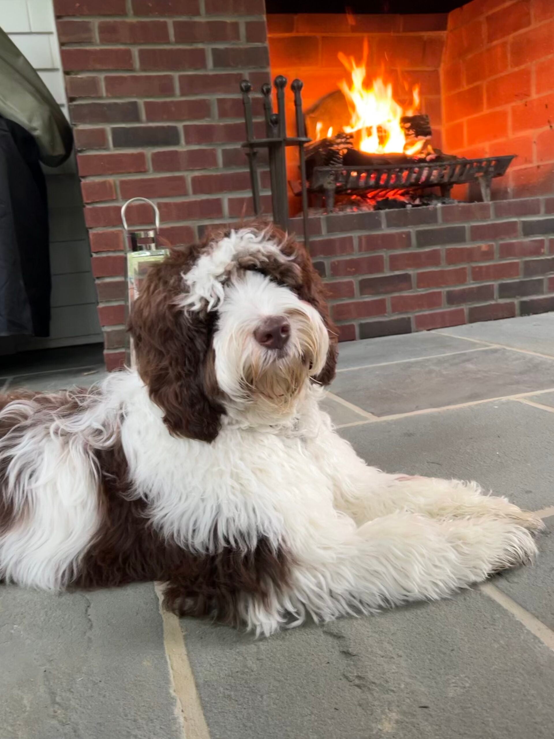 Buy an Australian Labradoodle