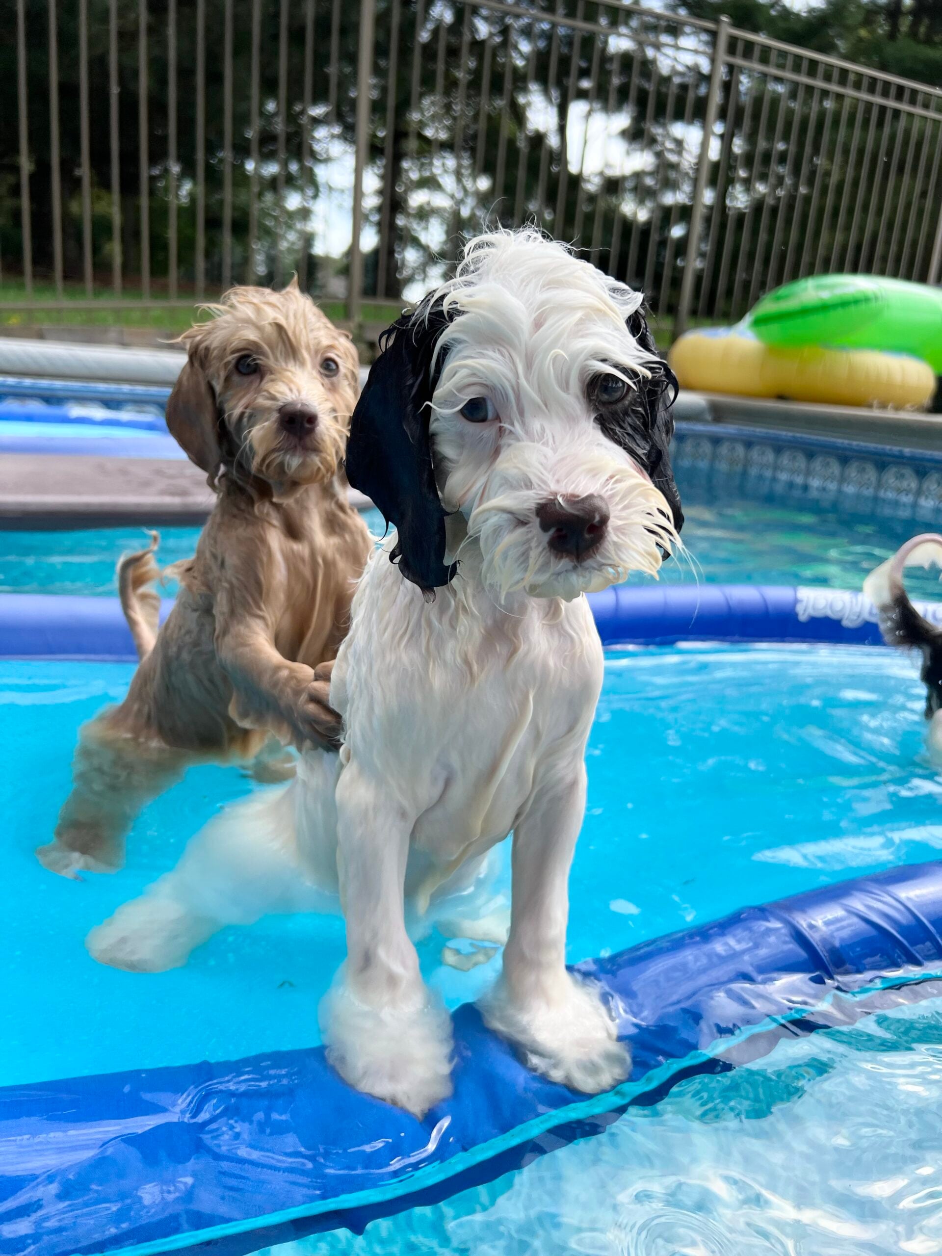 Dog Swimming