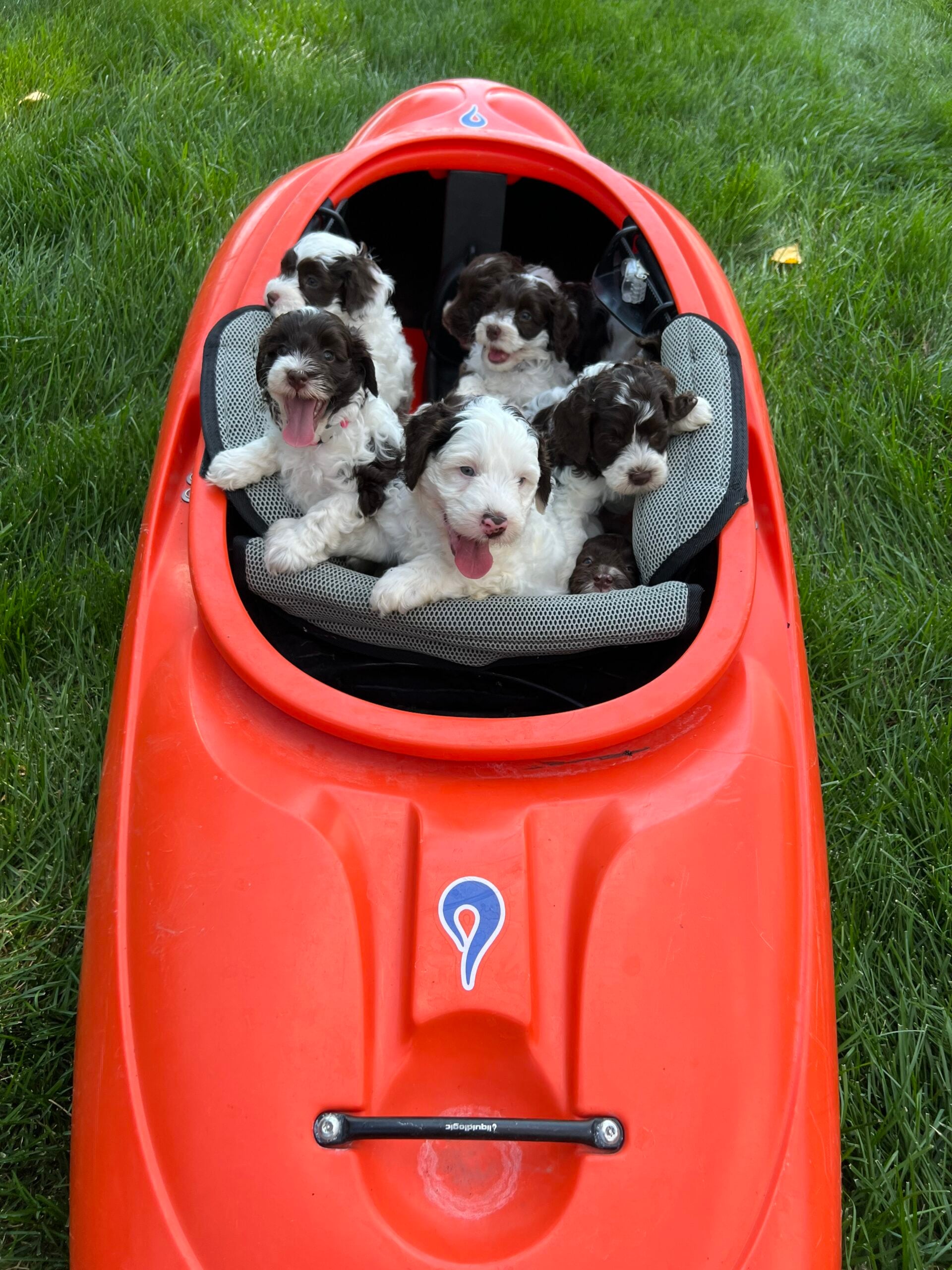 Labradoodles