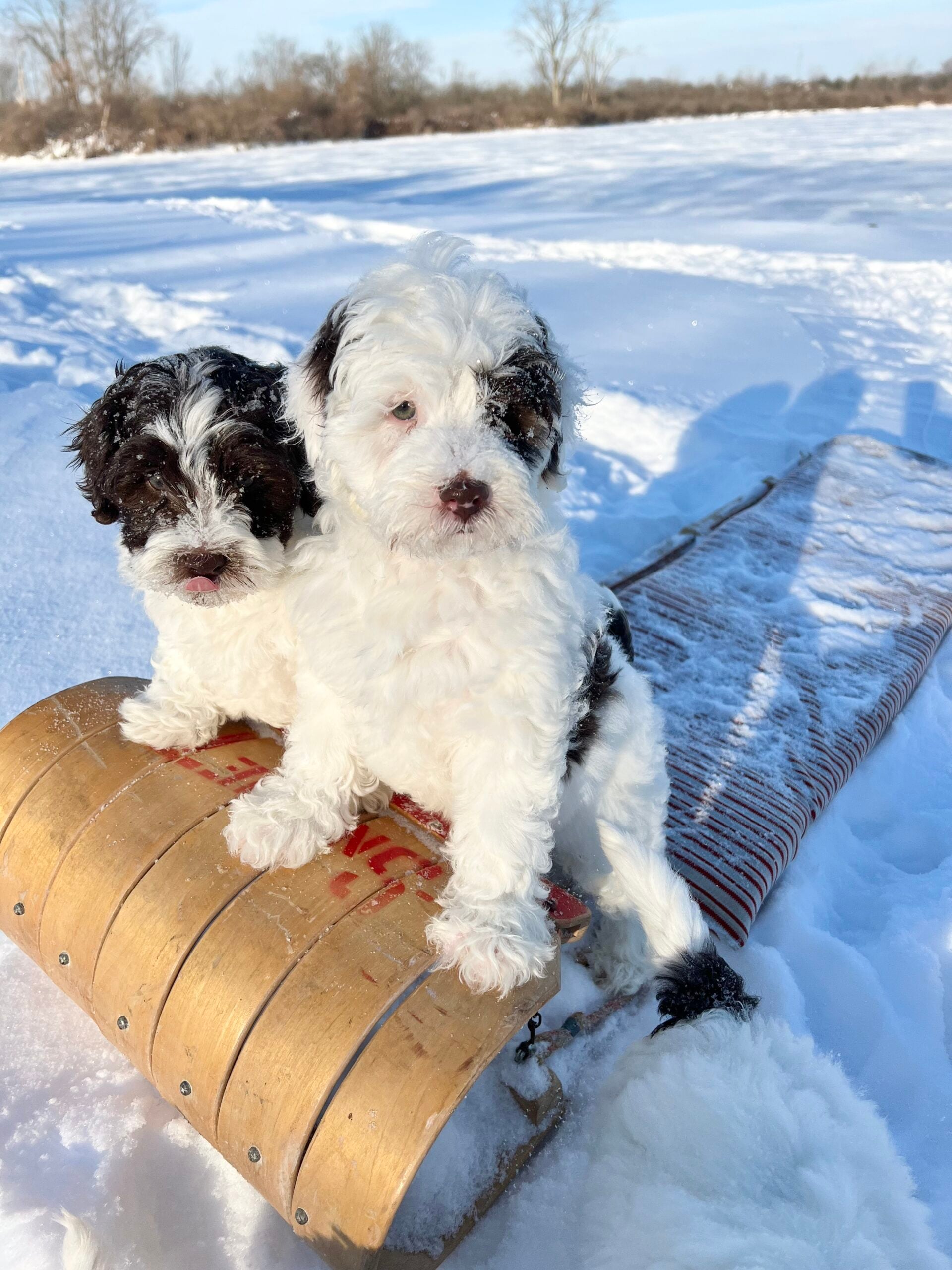 Available Puppies 