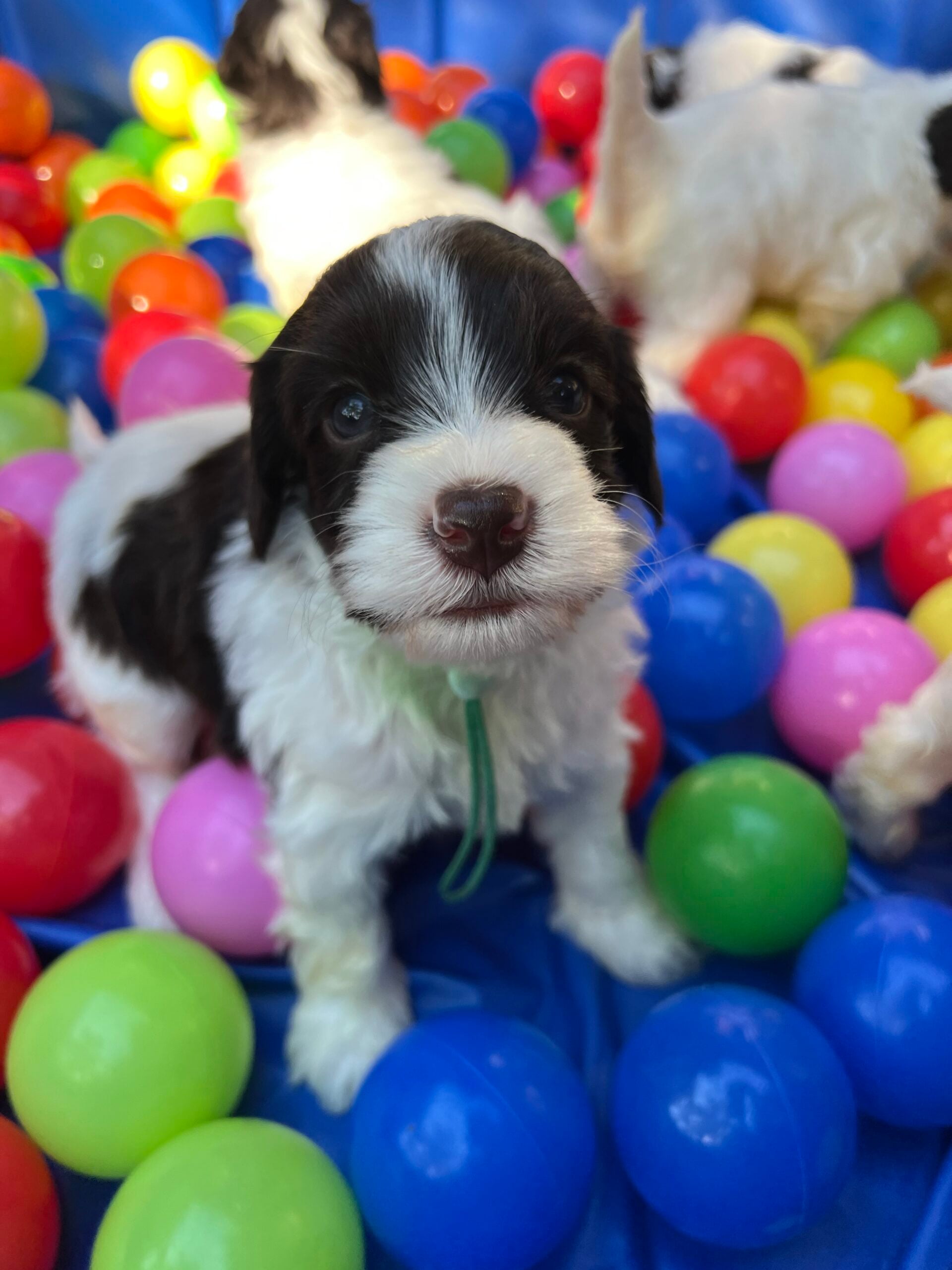 Labradoodle Puppy