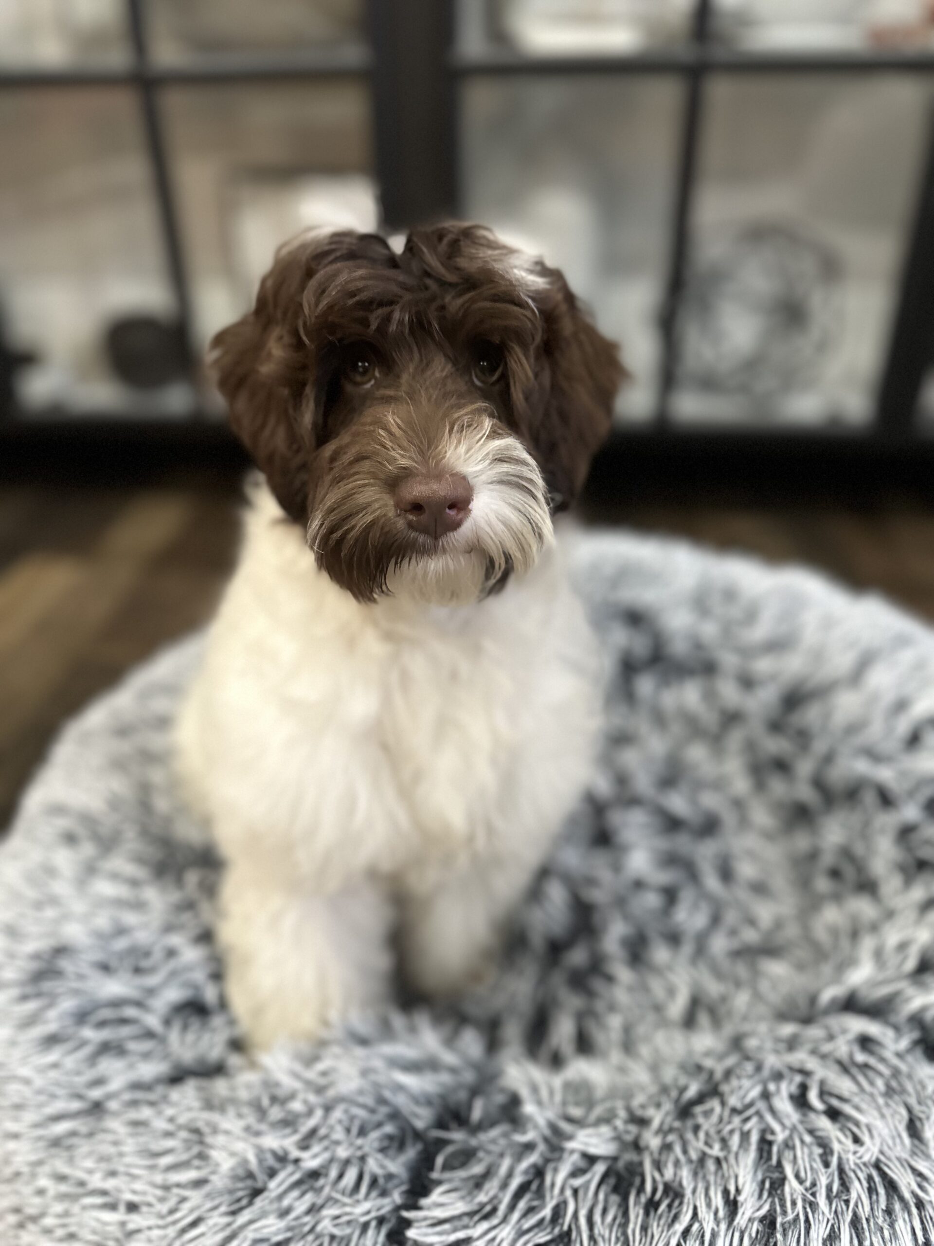 Trained Dog for Sale