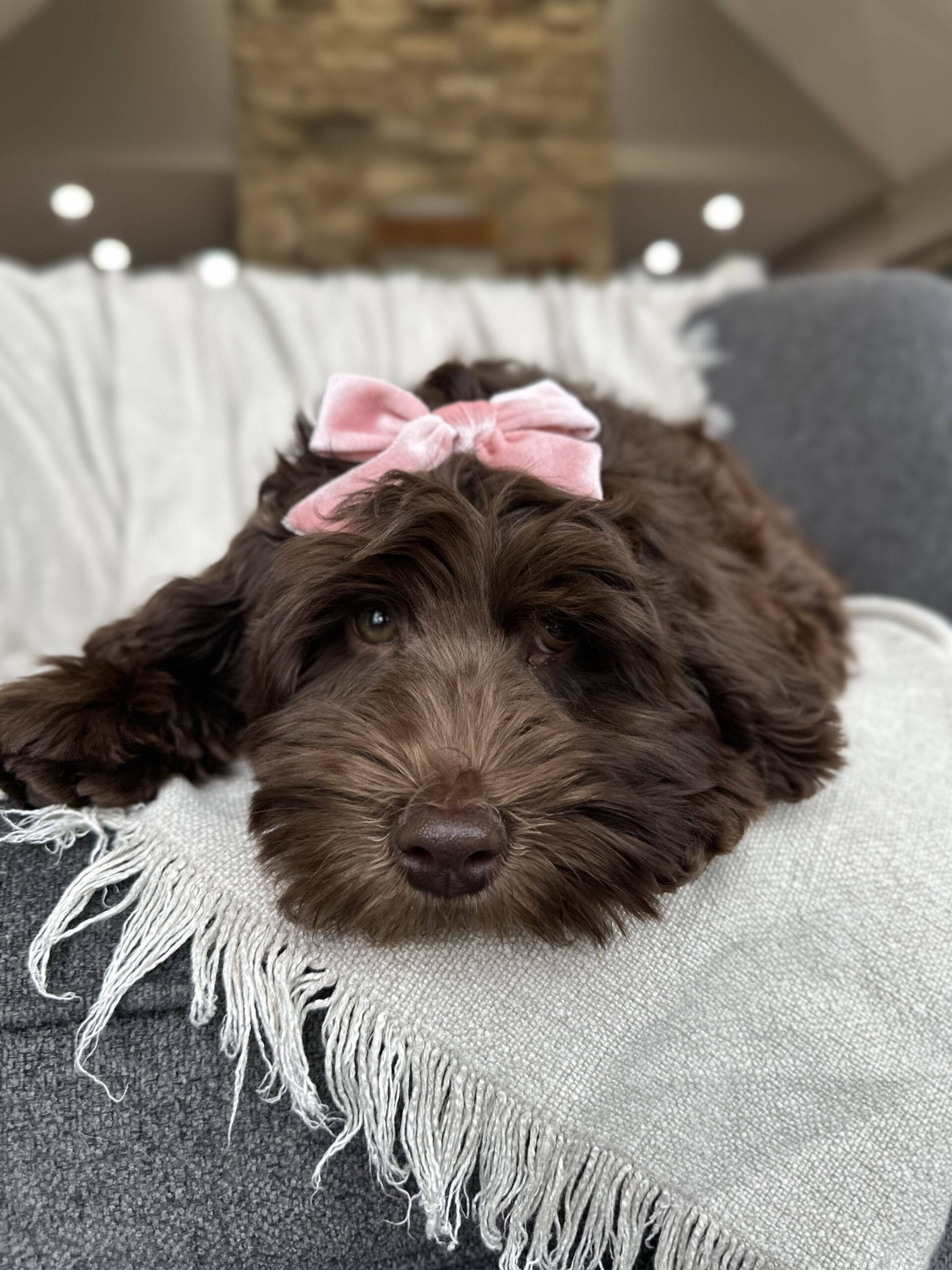 Medium Australian Labradoodle For Sale