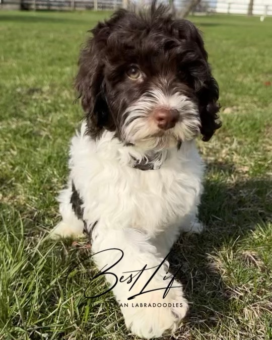 australian labradoodle