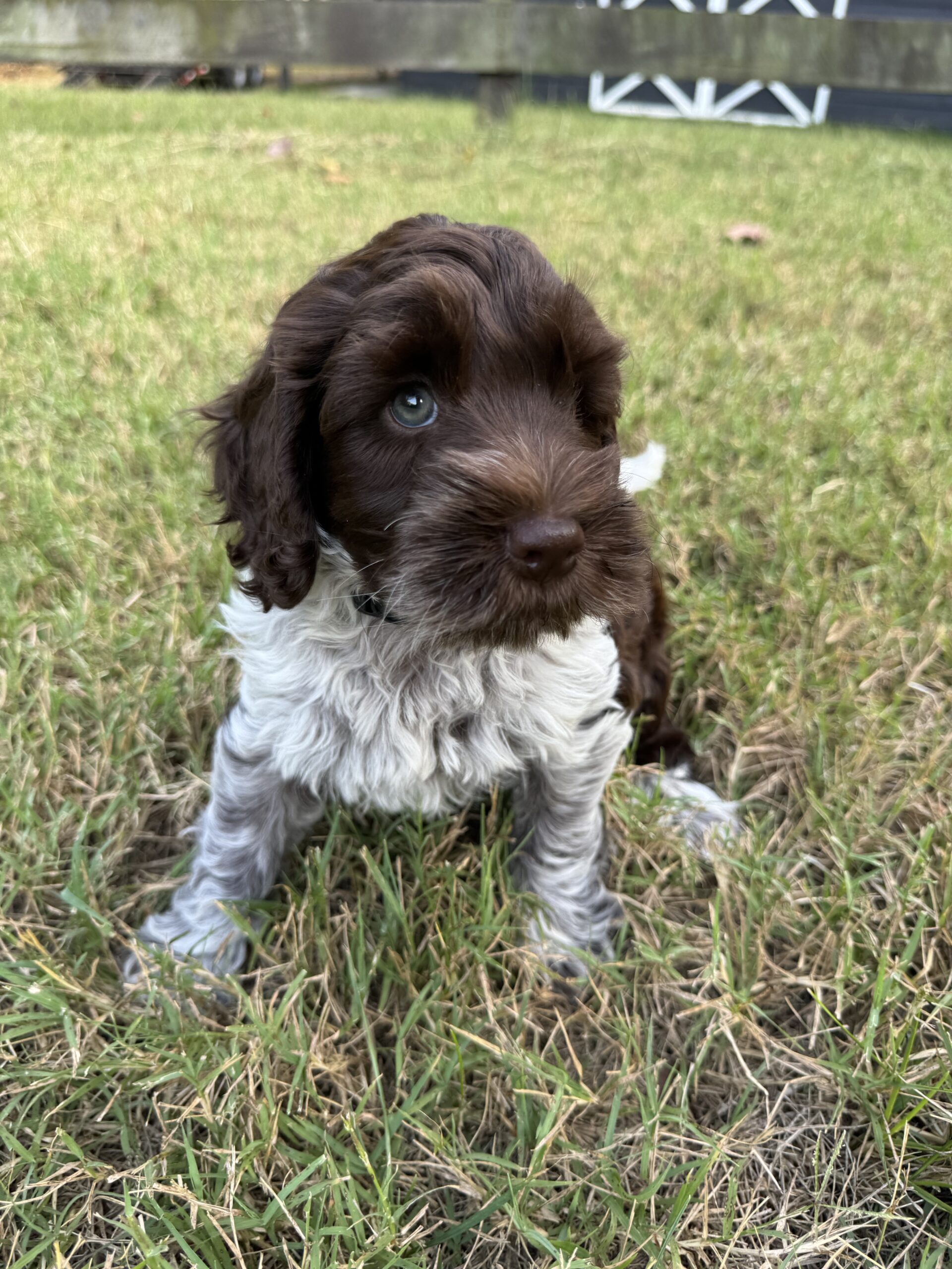 Australian Labradoodle Chocolate Parti Roan