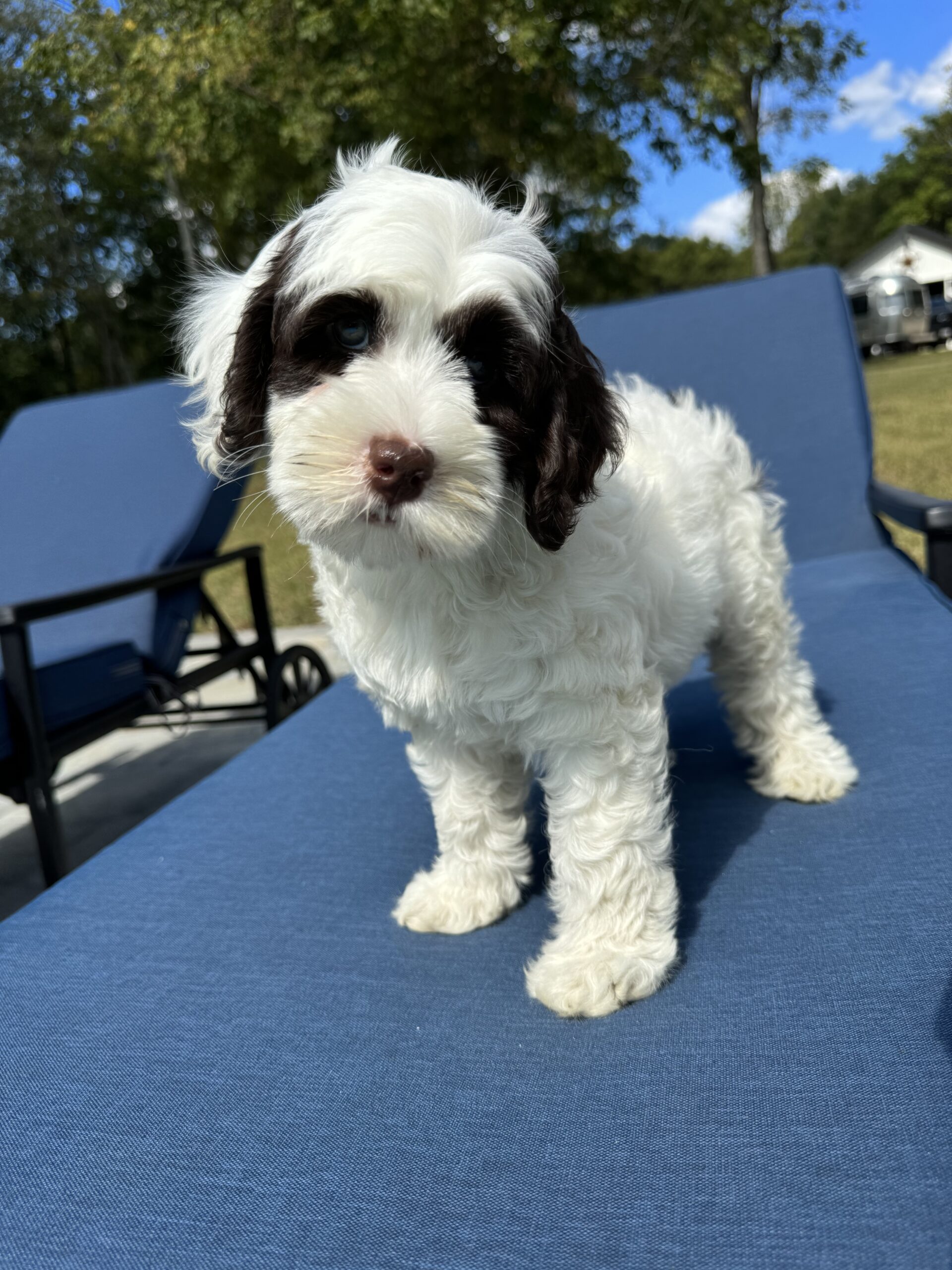 Chocolate Parti Australian labradoodle