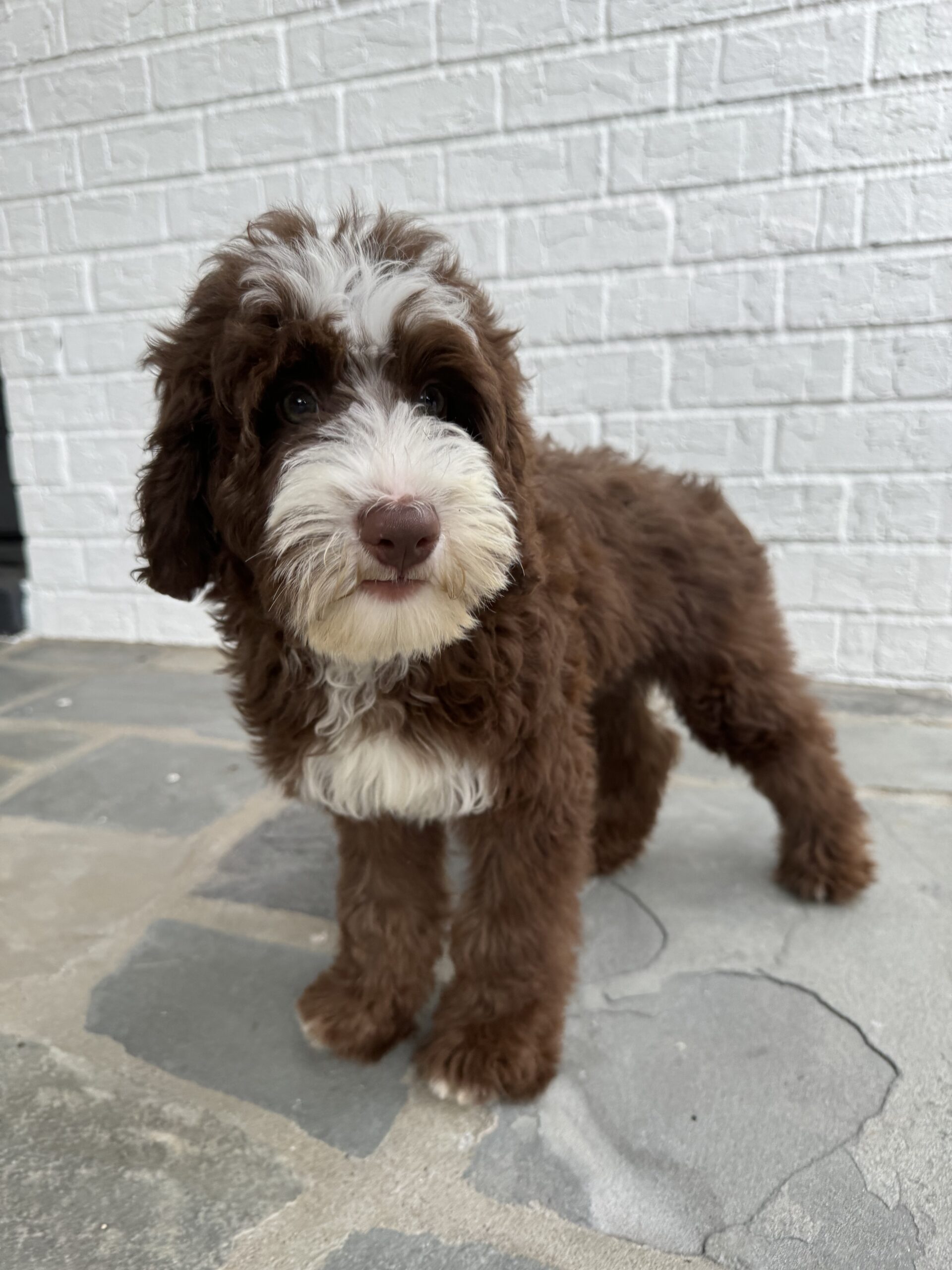 Chocolate Australian Labradoodle