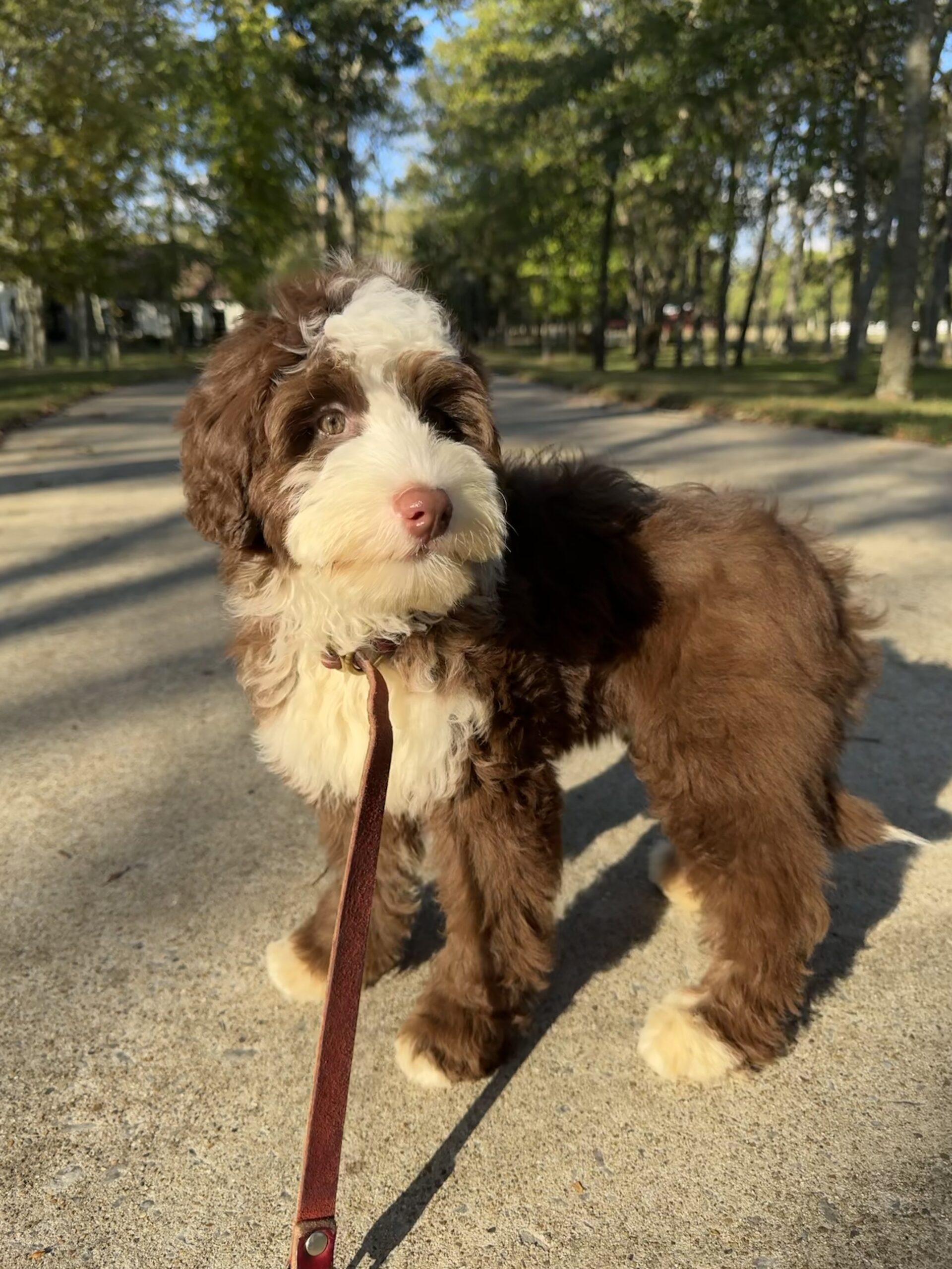 Australian Labradoodle