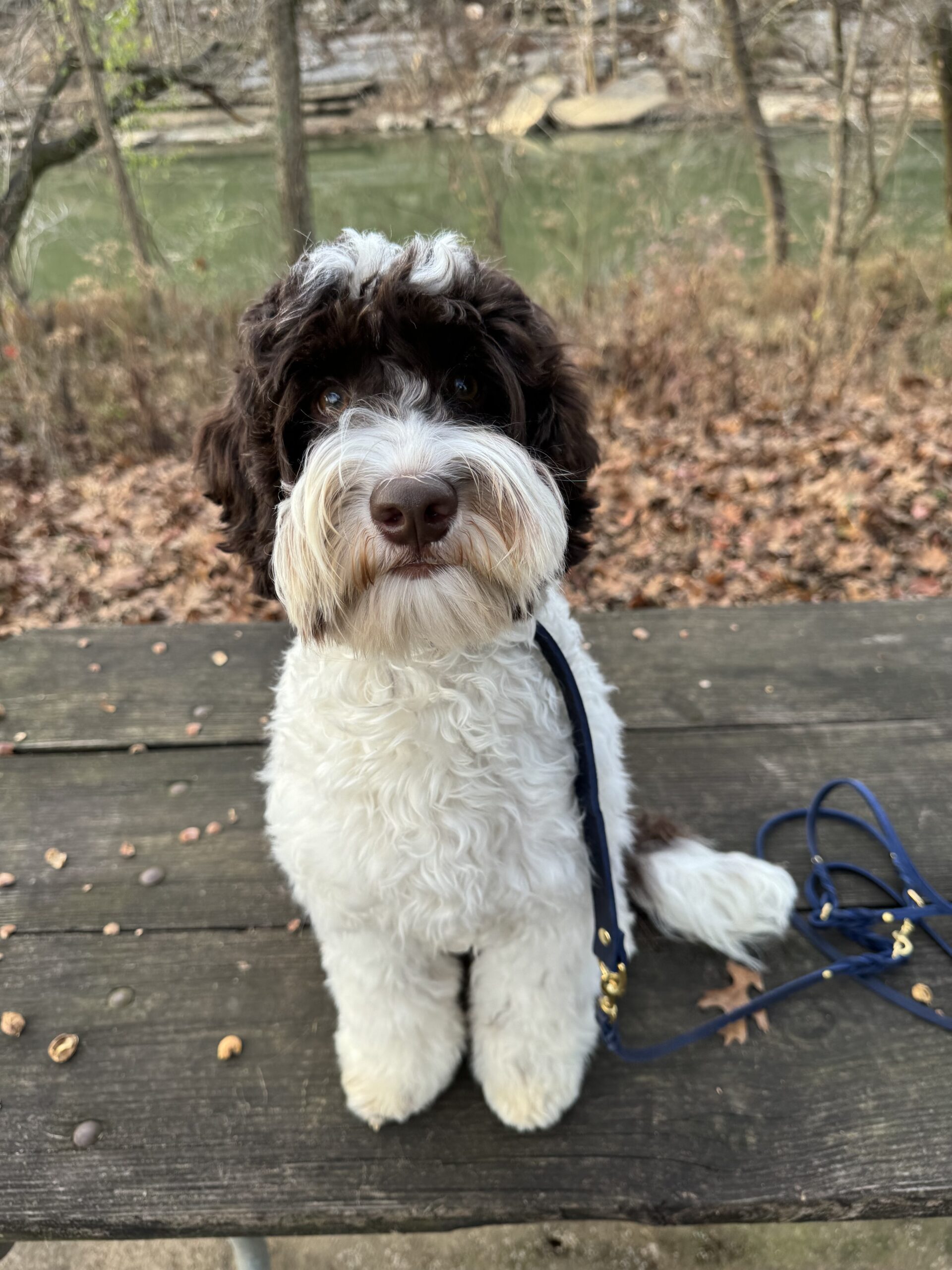 Fully Trained Australian Labradoodle Emotional Support Dog