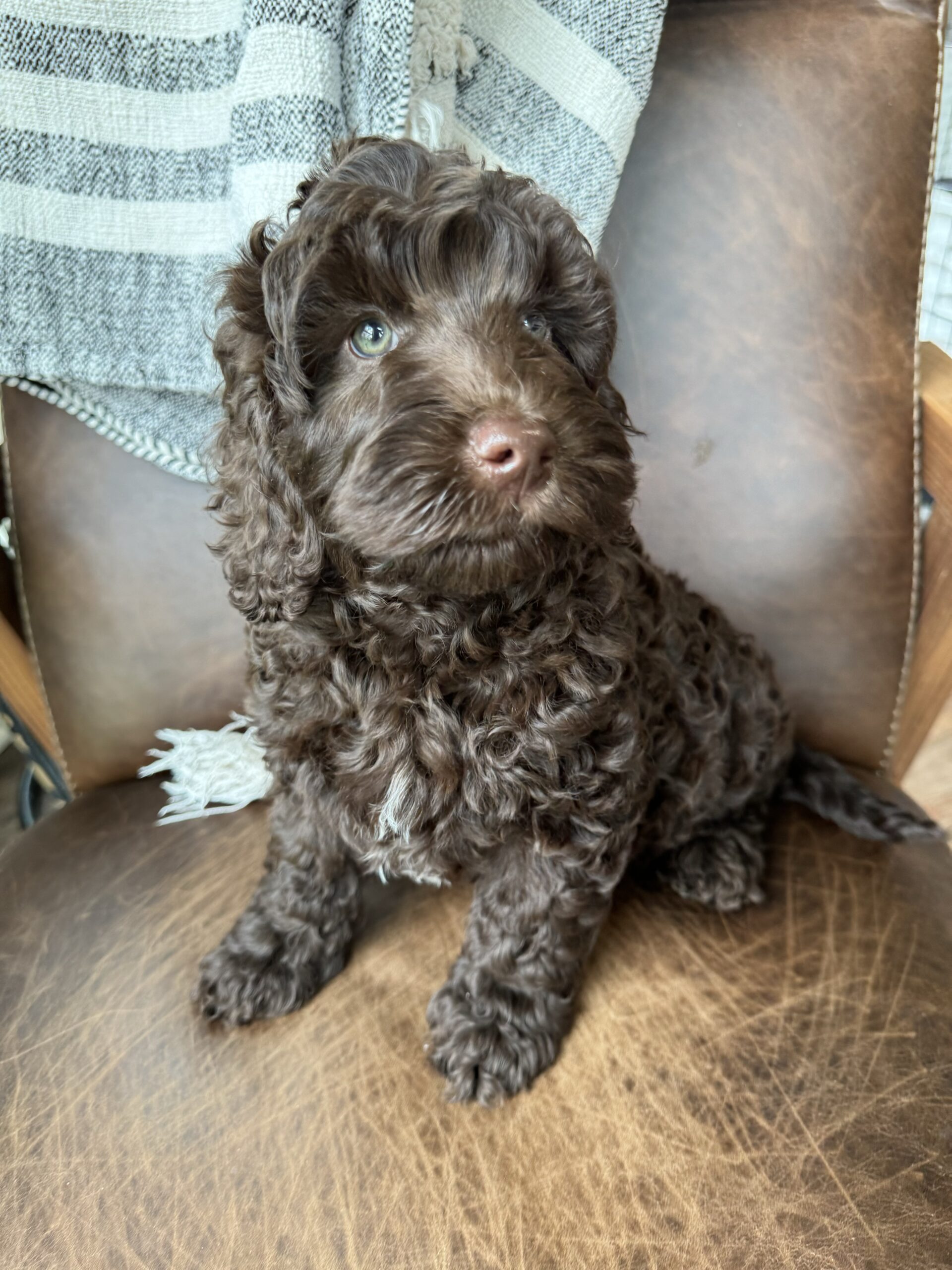 Chocolate Australian labradoodle