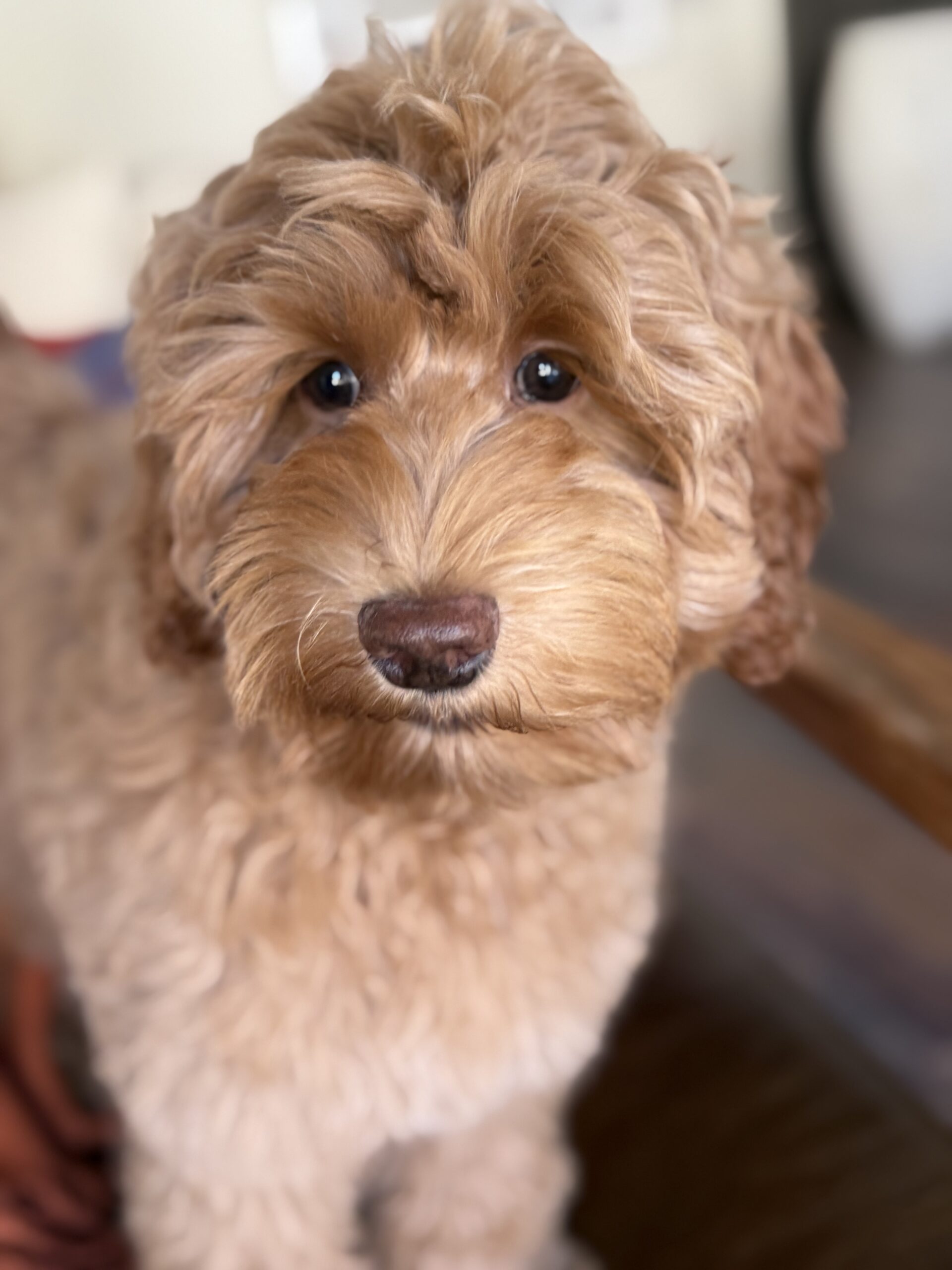 Australian Labradoodle