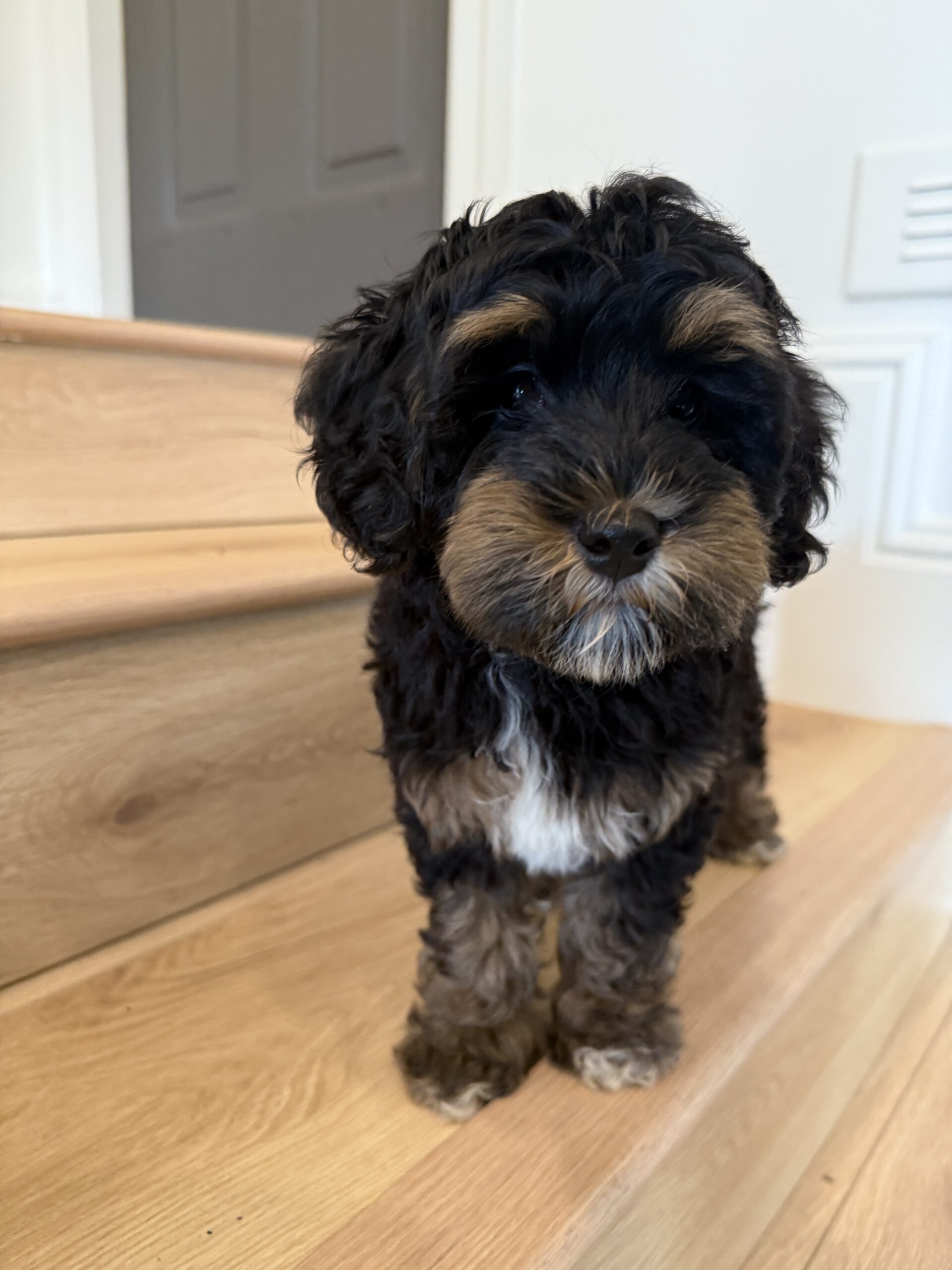 Black Phantom Tricolor Australian Labradoodle for sale 