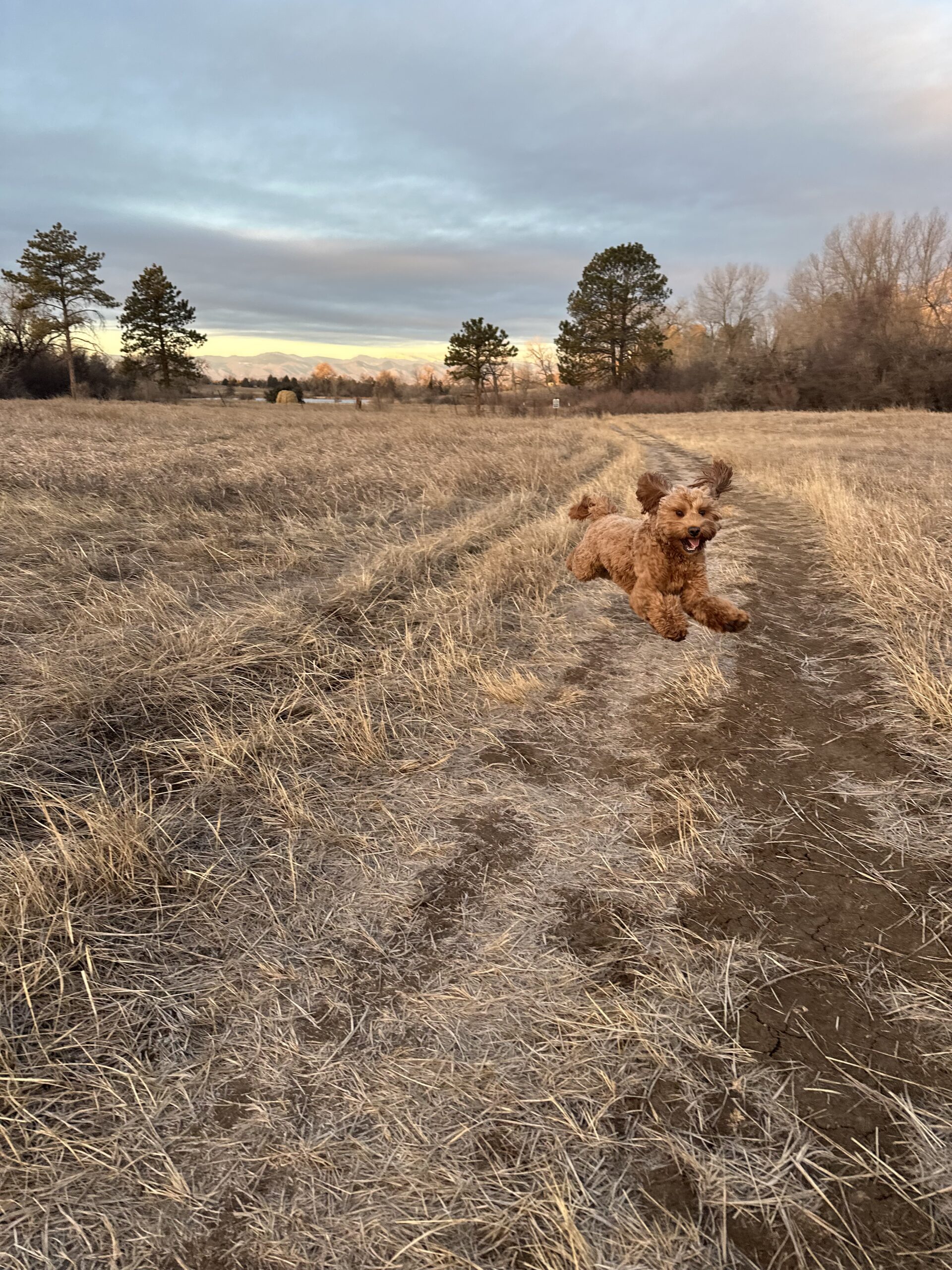Australian Labradoodle
