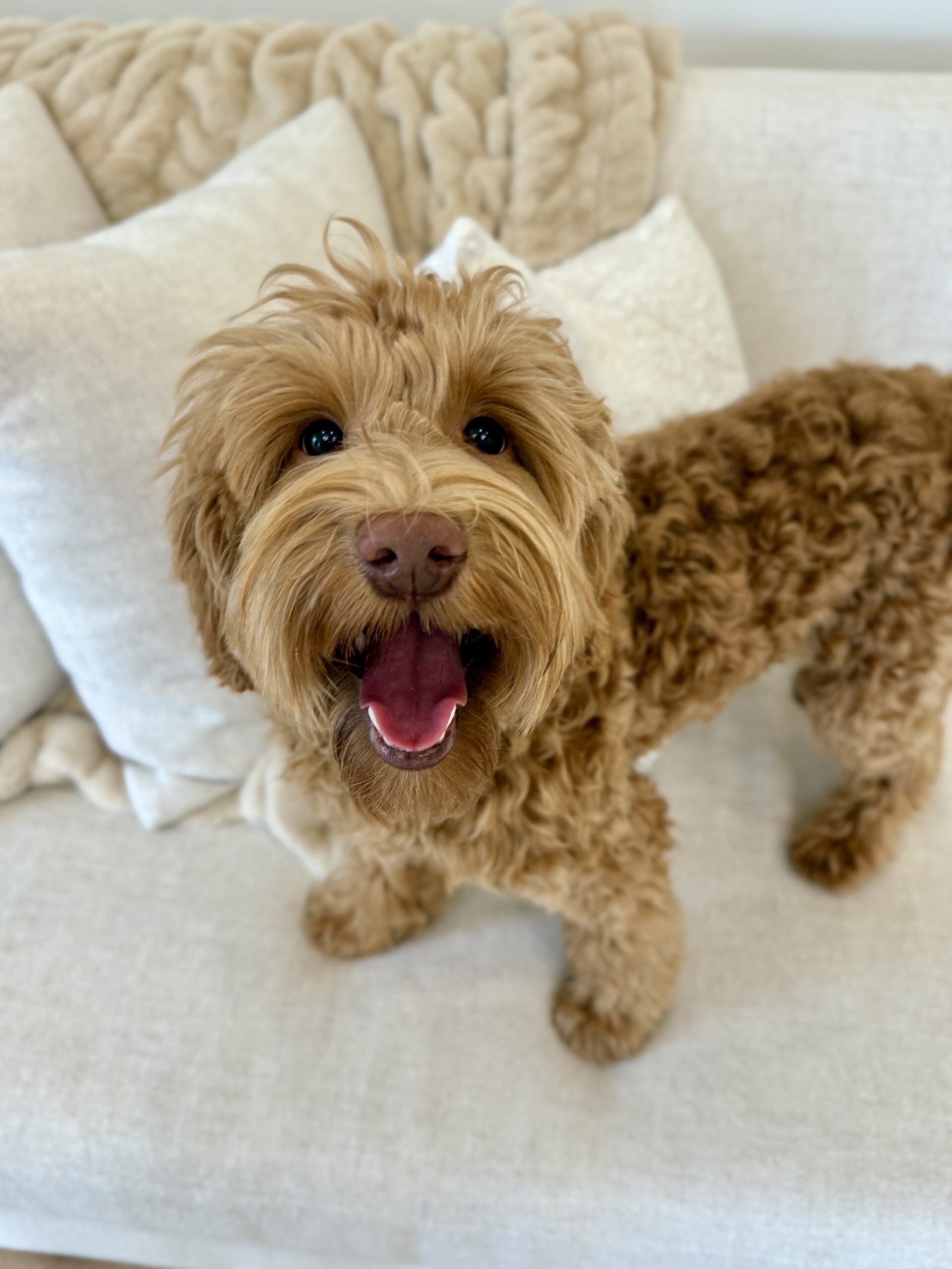 Trained Australian Labradoodle for sale