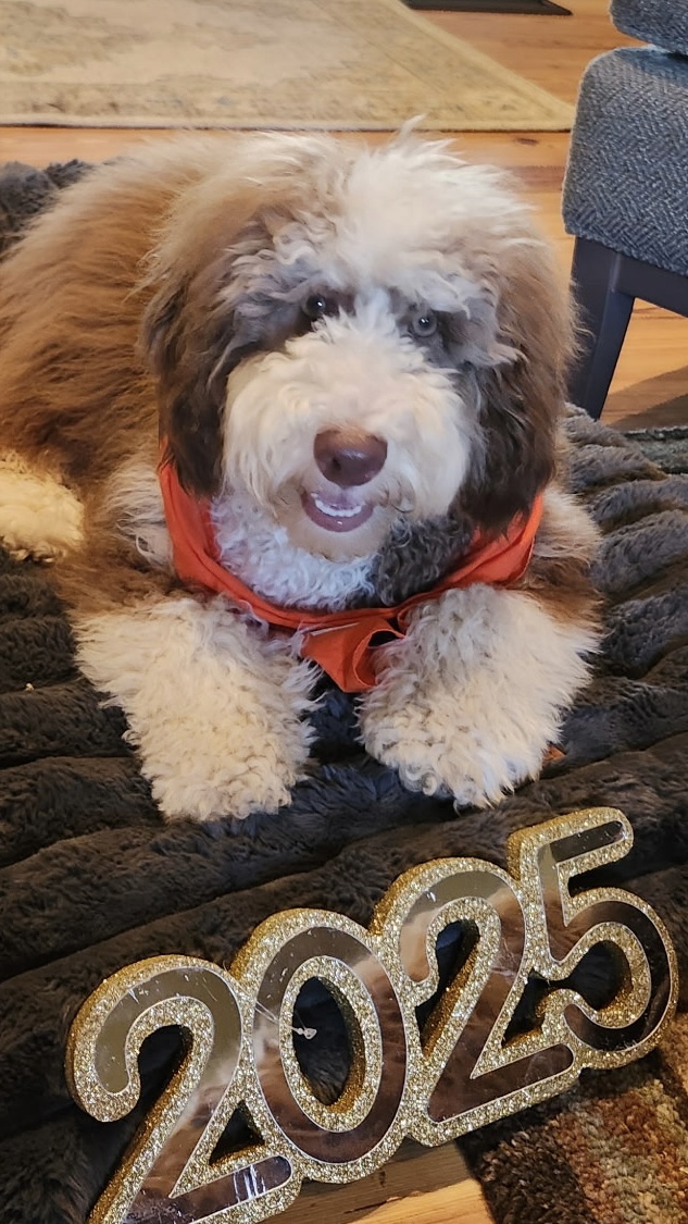 Australian Labradoodle 