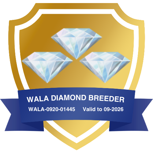 Best Life Labradoodles WALA 3 Diamond Breeder