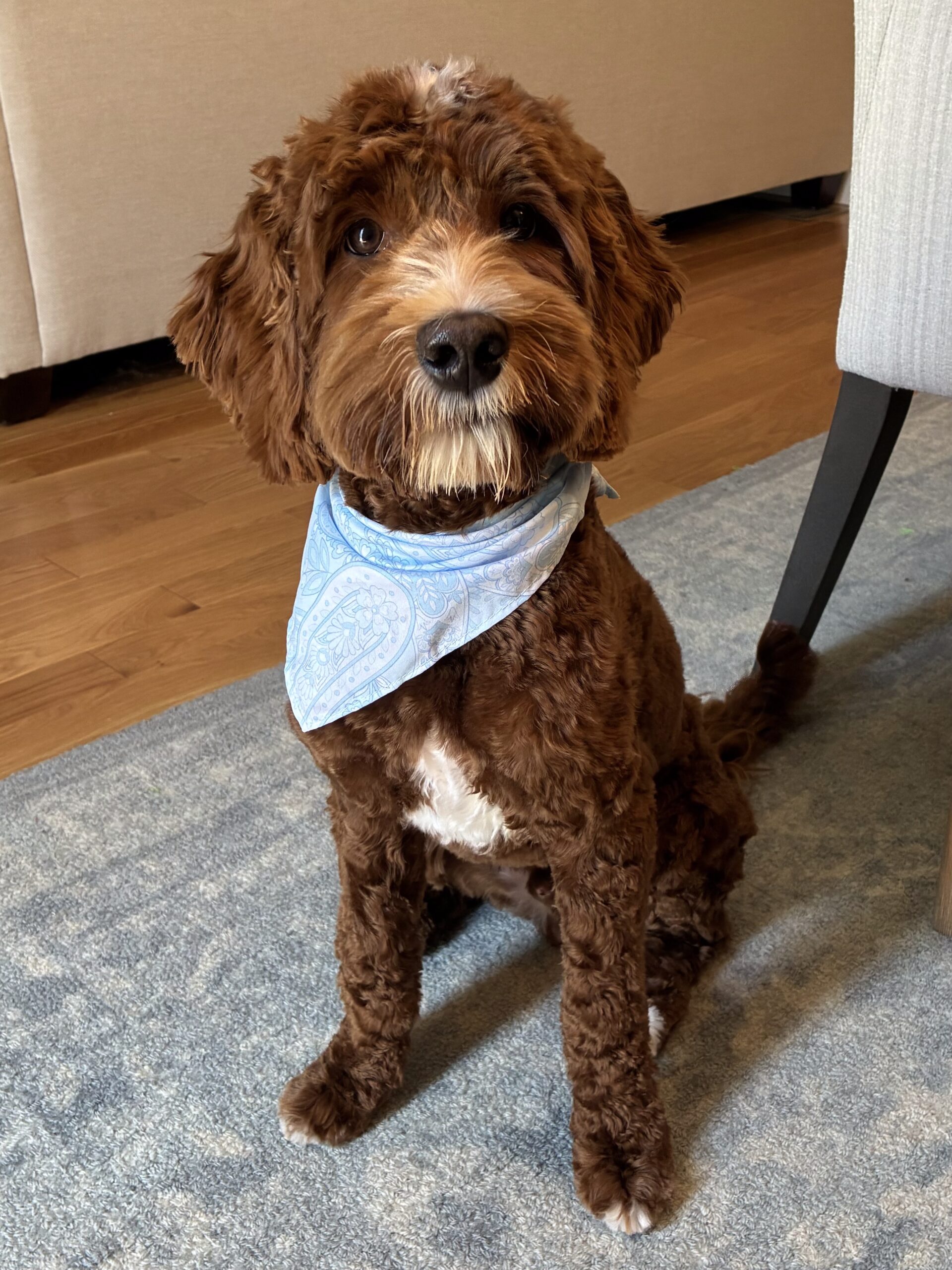 Red Australian Labradoodle
