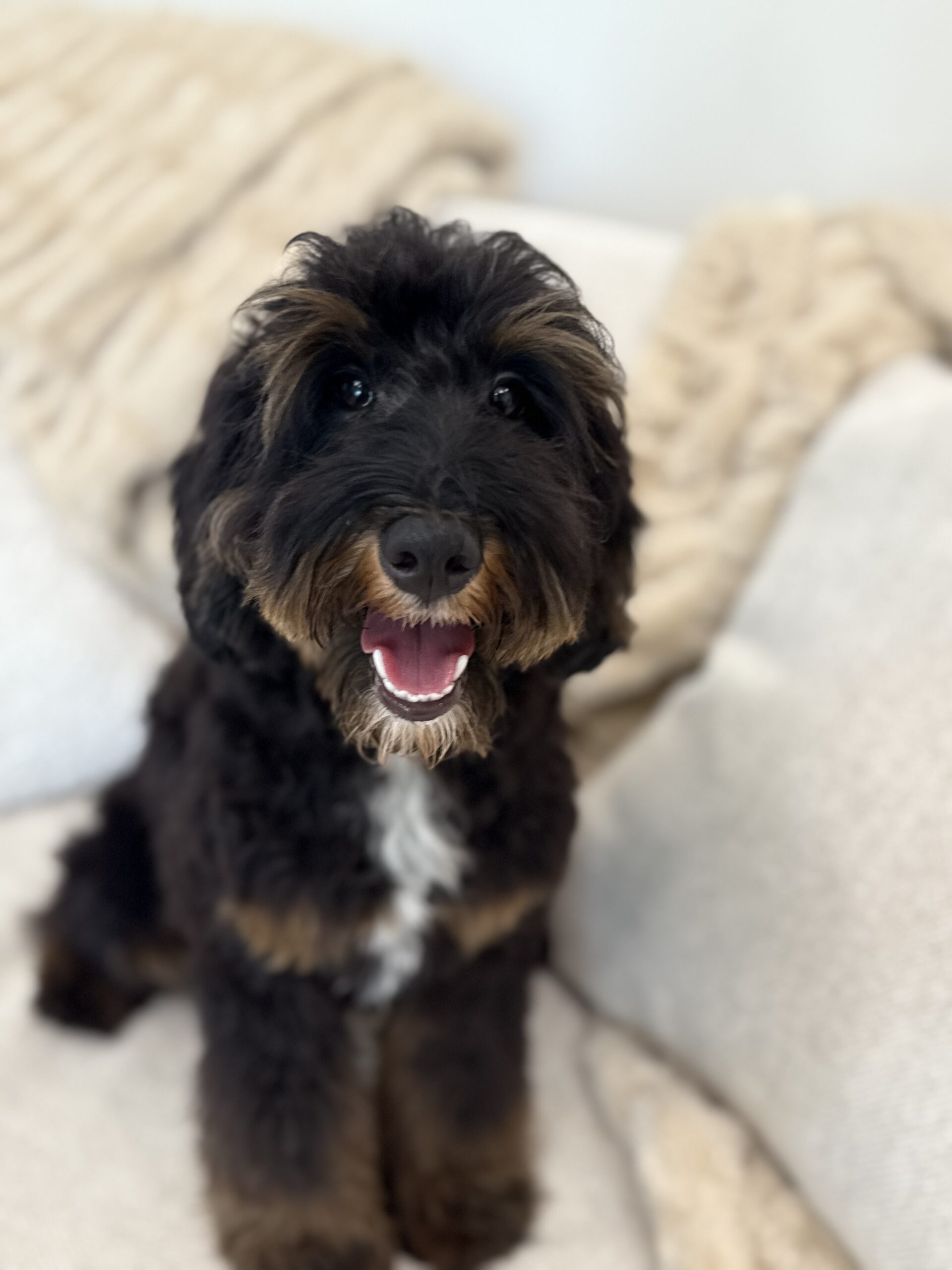 Trained Labradoodle for sale