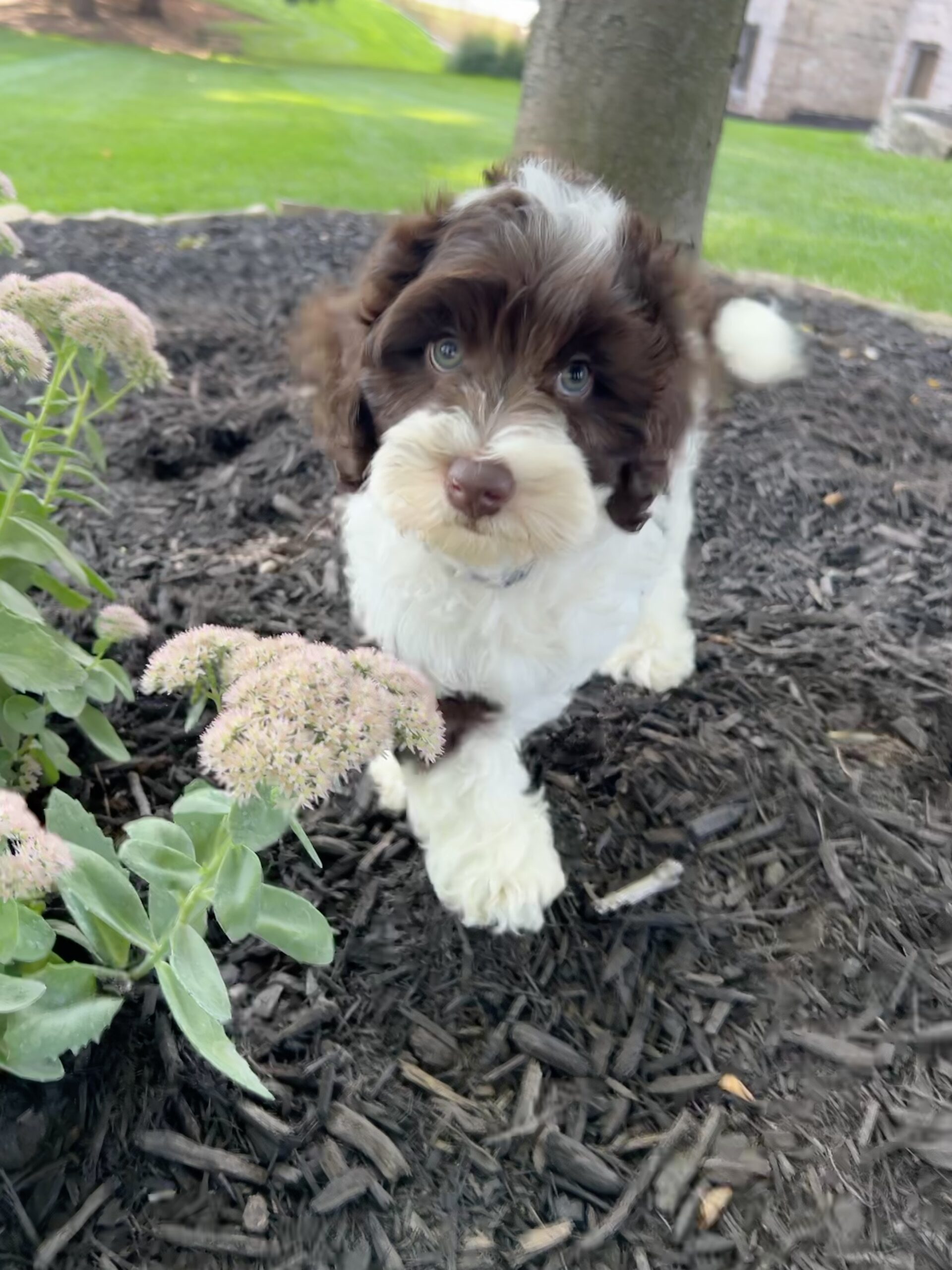 Trained Australian Labradoodle Dog for Sale