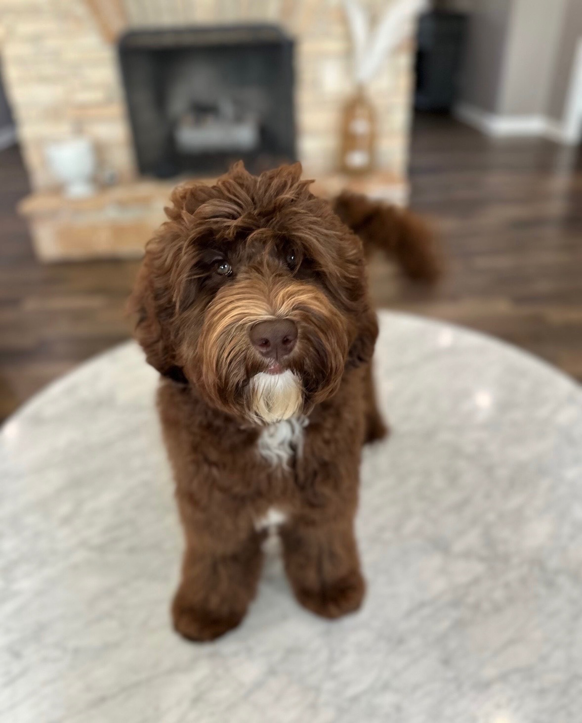 Trained Australian Labradoodle Dog for Sale