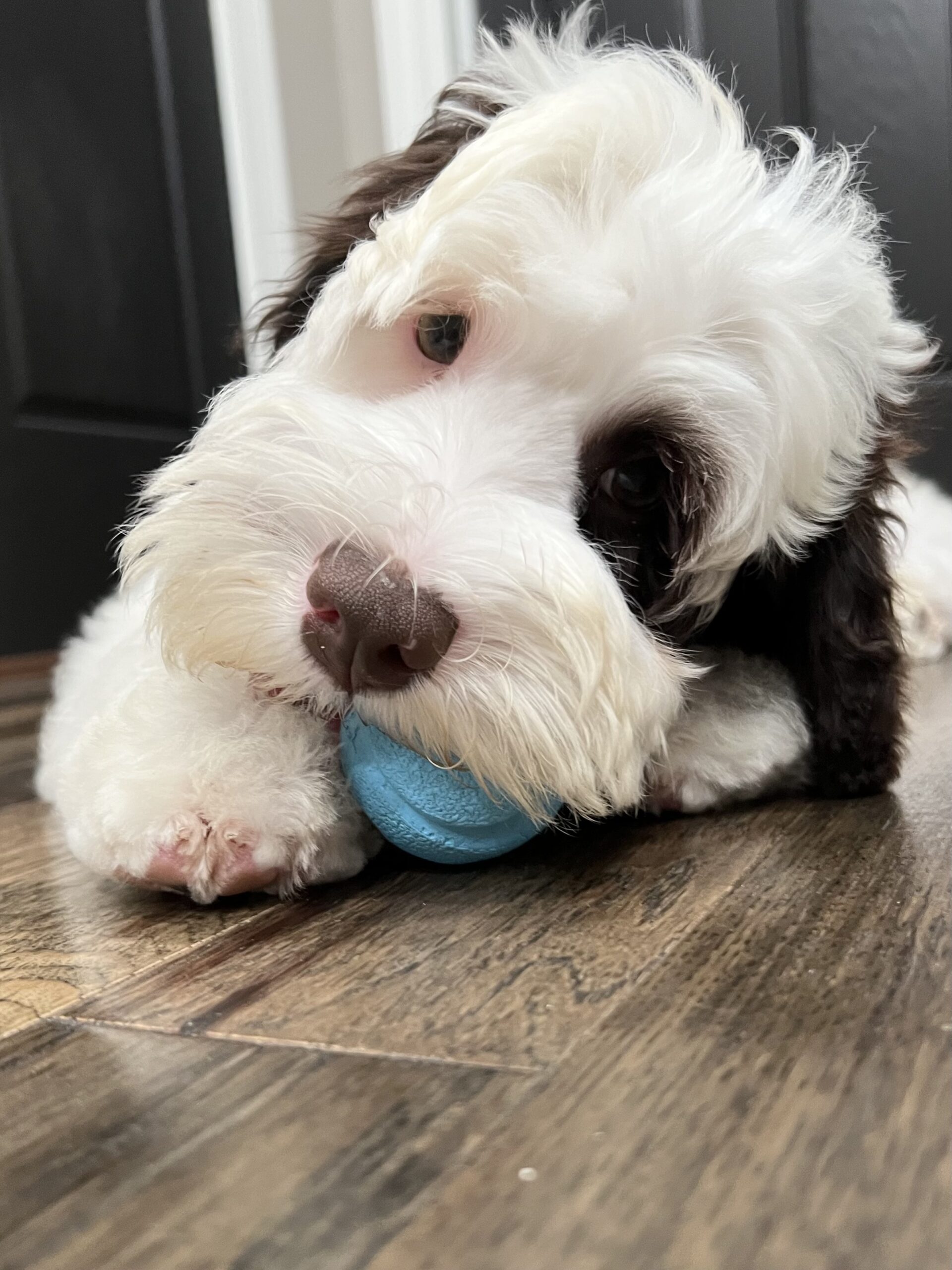 Trained Australian Labradoodle Dog for Sale