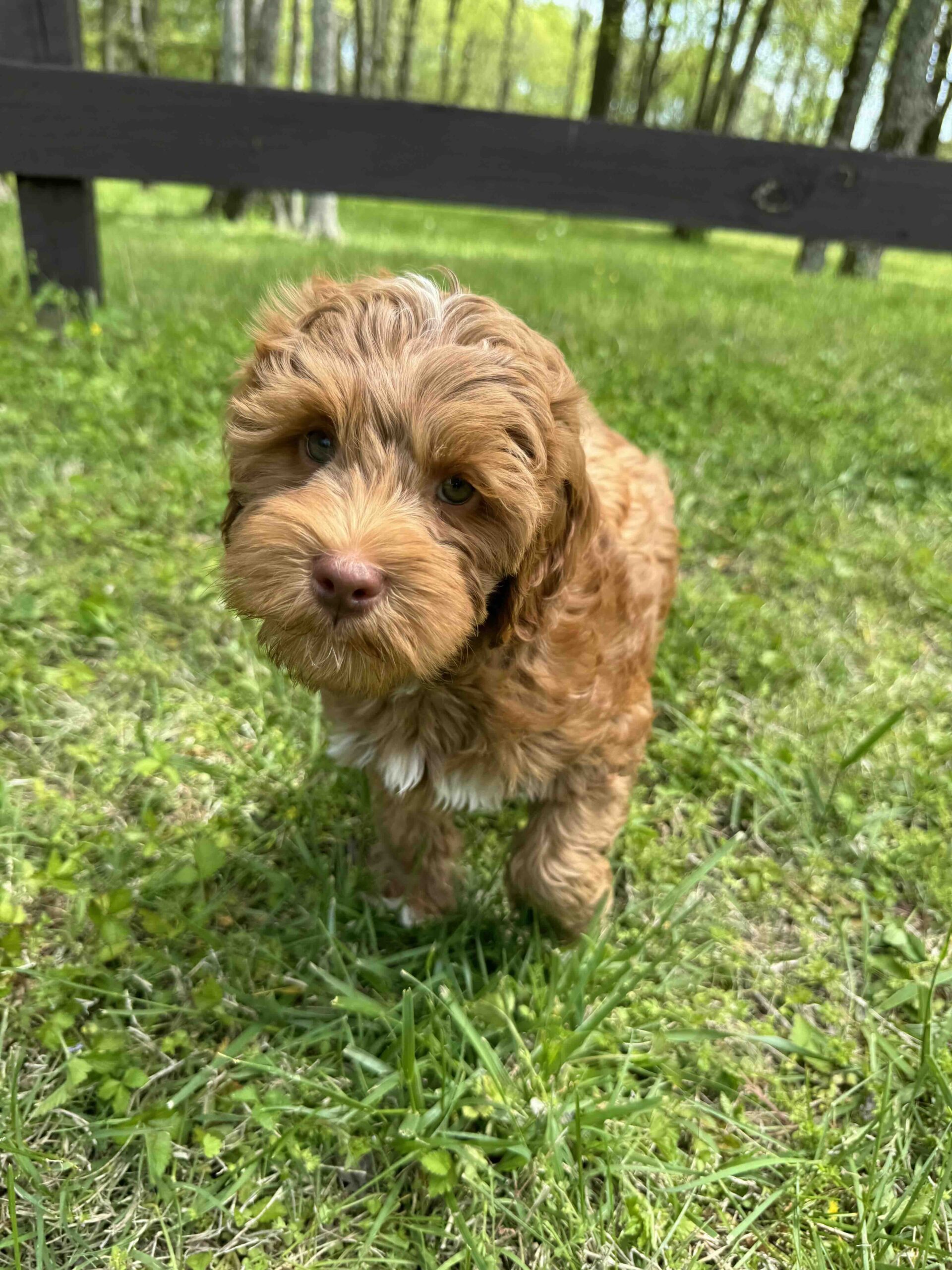 Labradoodle for sale