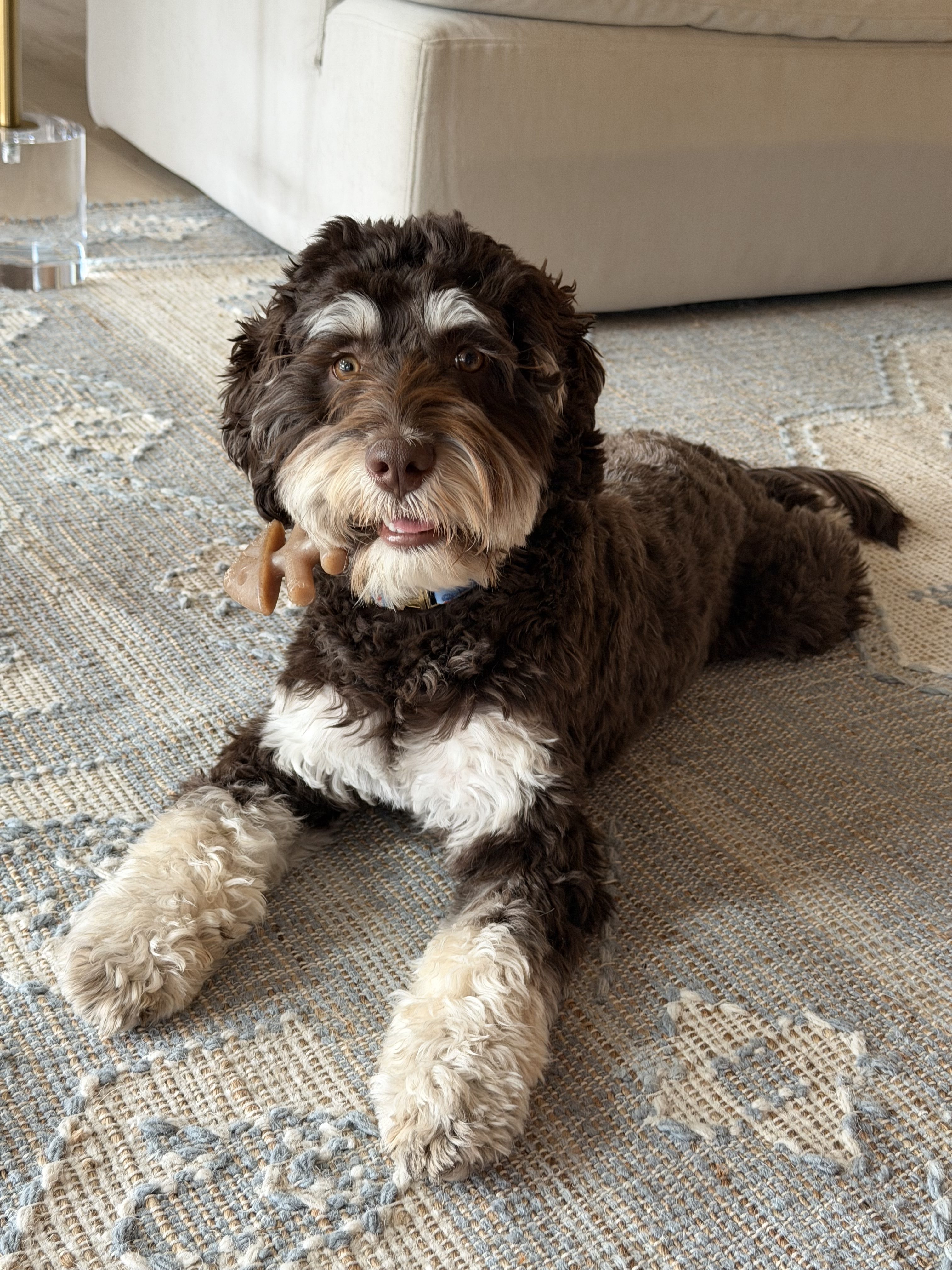 black phantom australian labradoodle