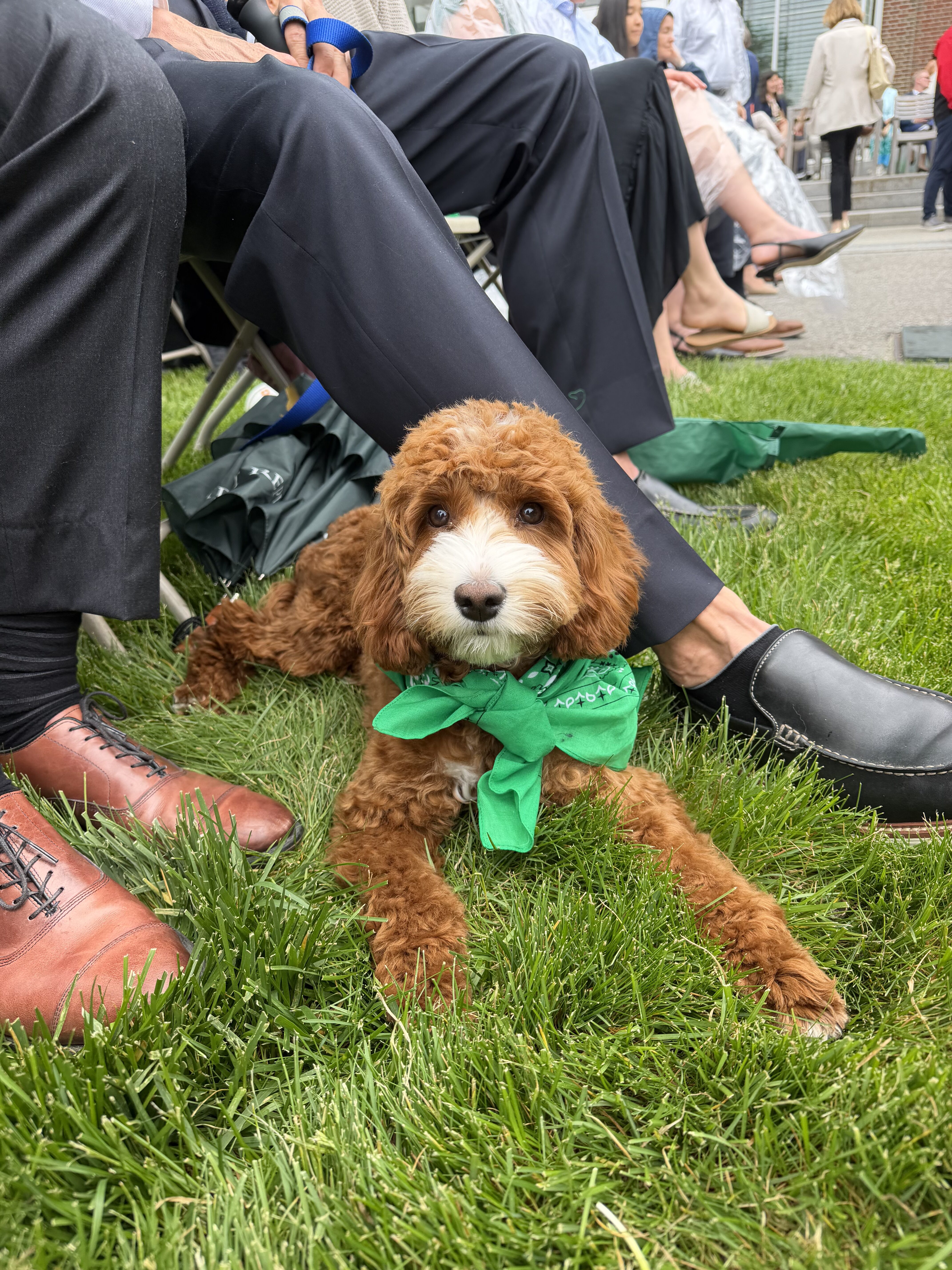 Red australian labradoodle