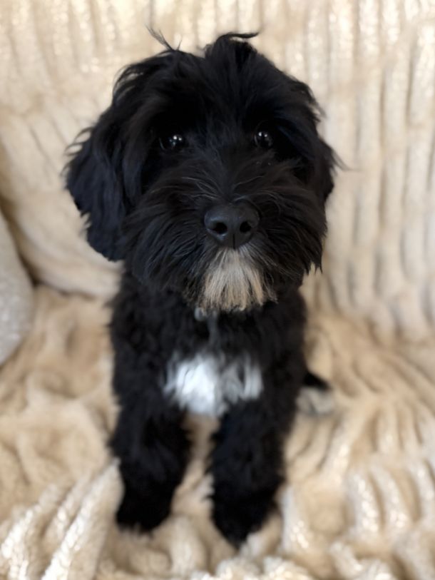 Mojo is an Australian Labradoodle
