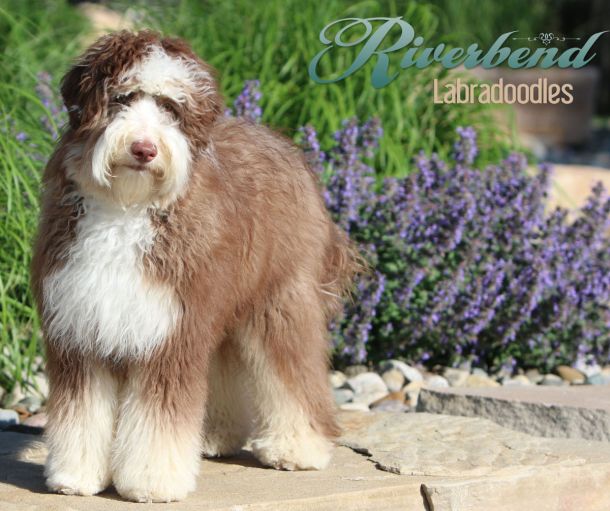 Mojo is an Australian Labradoodle