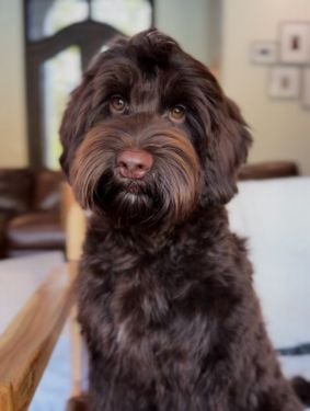 Standard Australian Labradoodle