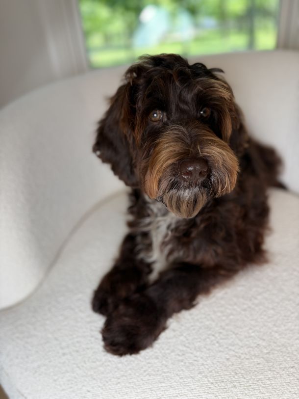 Chocolate Australian Labradoodle