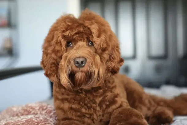 Mojo is an Australian Labradoodle