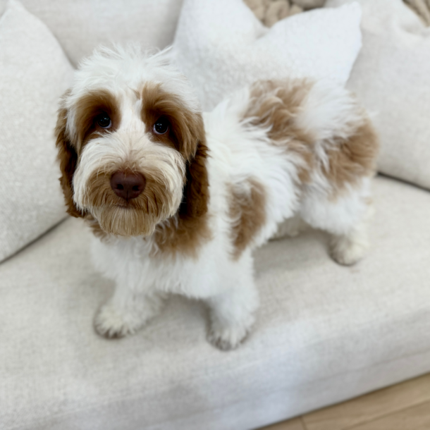 Red Australian Labradoodles