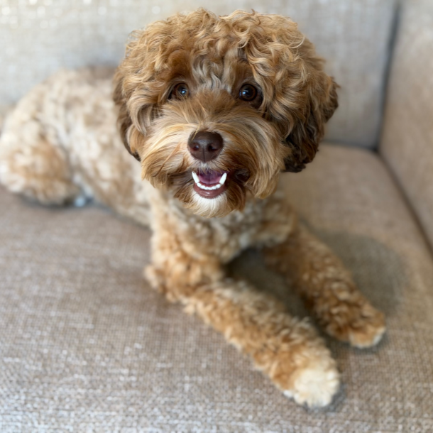 Red Australian Labradoodles