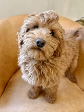 Apricot Australian labradoodle