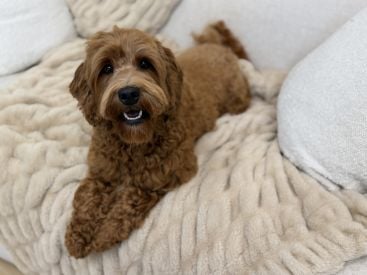 Red Australian Labradoodle