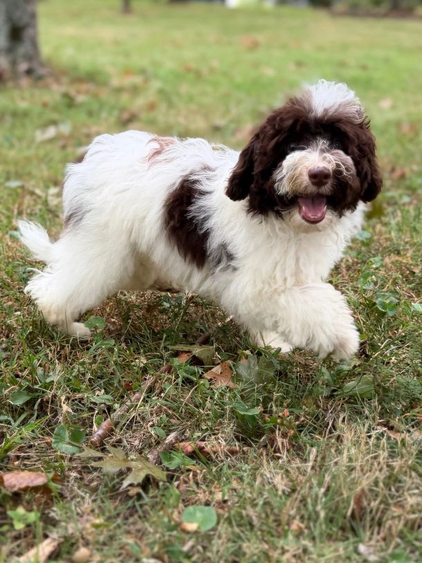 Trained Australian Labradoodle