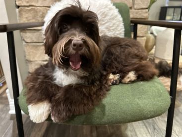 Mini Australian Labradoodle