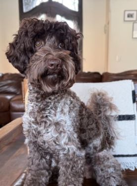 Doodle Puppy