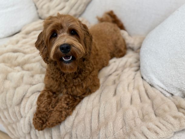 Red Australian Labradoodles