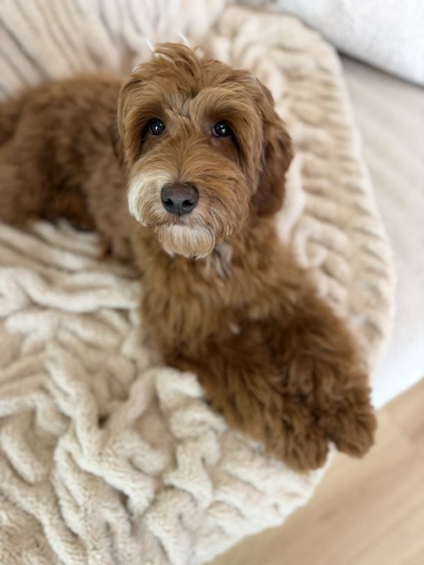 Mojo is an Australian Labradoodle