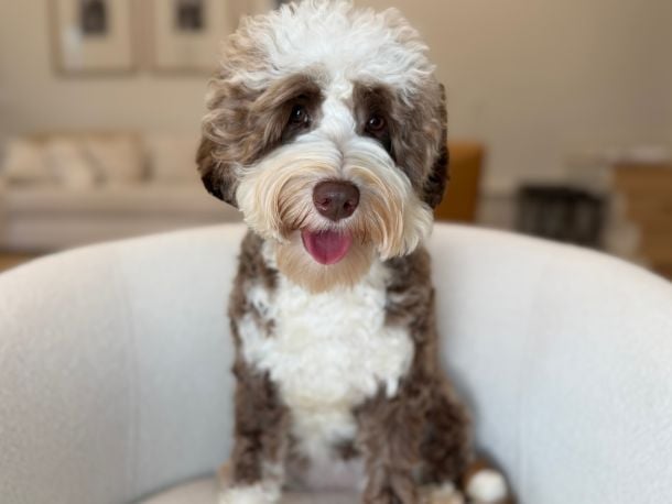 Red Australian Labradoodles