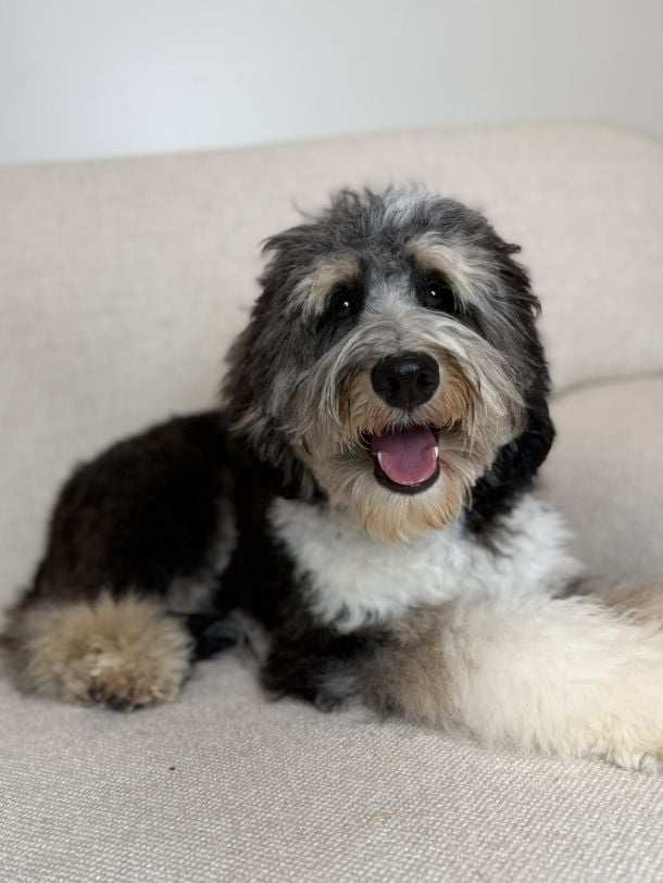 Available Trained Labradoodle for sale