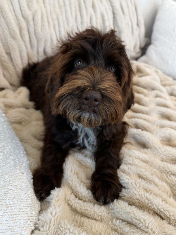 Mojo is an Australian Labradoodle