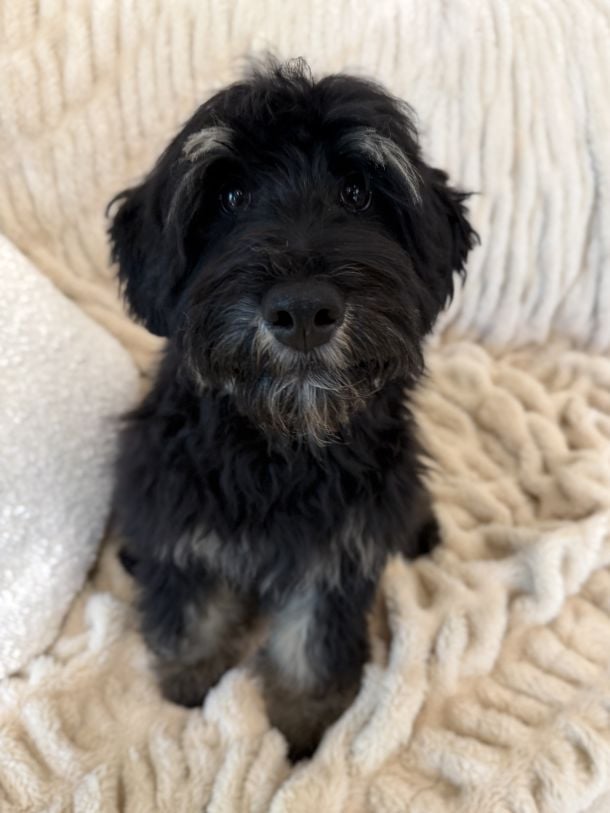 Mojo is an Australian Labradoodle