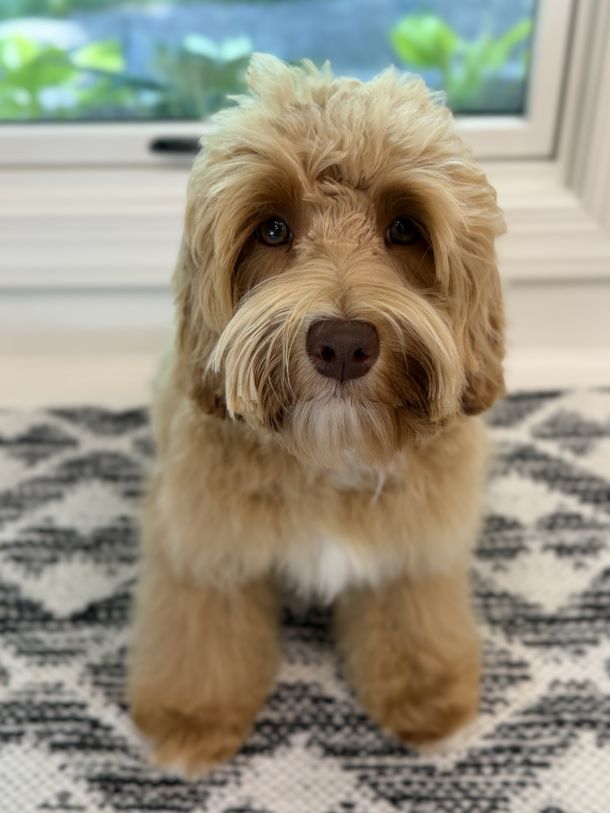 Trained caramel Australian Labradoodle for sale