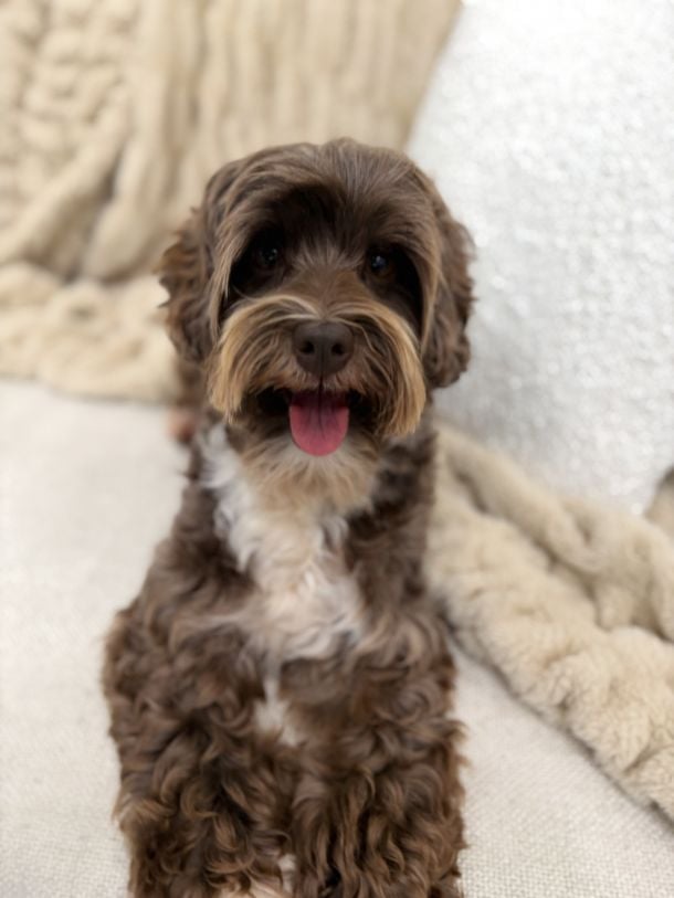 Trained Australian Labradoodle