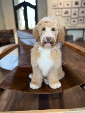 Australian Labradoodle