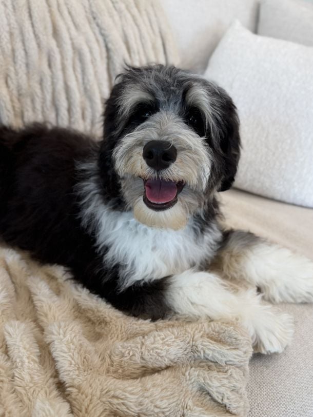Mojo is an Australian Labradoodle